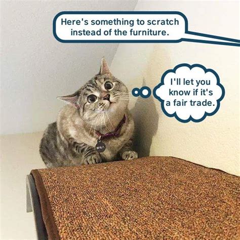 Substitute Acceptable Lolcats Lol Cat Memes Funny Cats Funny