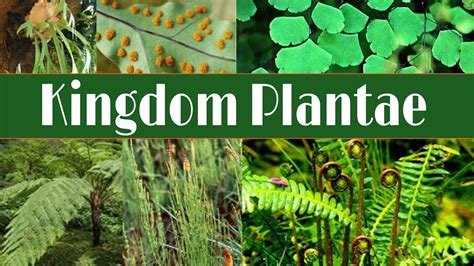 Kingdom Plantae : Biologi Kelas 10 SMA - YouTube