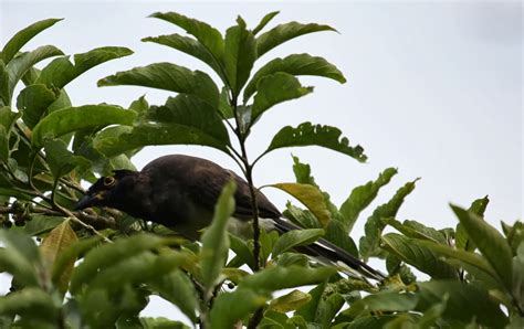 Instantes Alados Costa Rica Chara Papán Tipo De Arrendajo