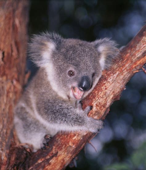 Pin By Pamela Bastedo Brown On Koala Fied Baby Koala Cute Baby