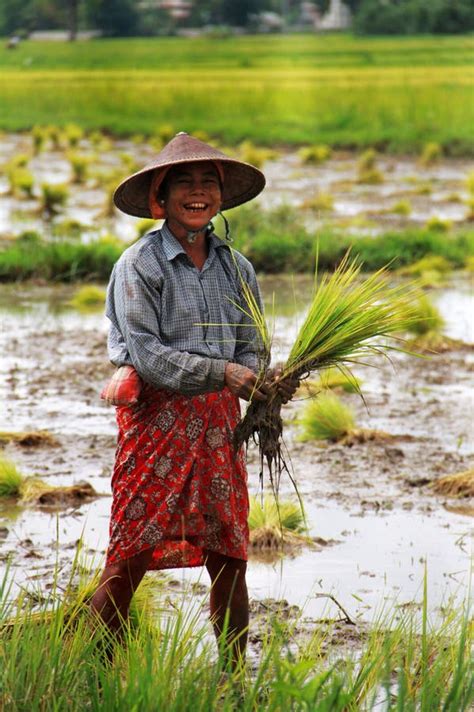 Myanmar Woman Working In A Rice Paddy Field Editorial Stock Image Image Of Myanmar Water