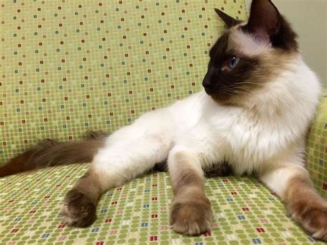 Balinese Cat Breed Information And Personality Cat Breeds Balinese