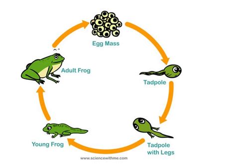 Frog Life Cycle 0 Hot Sex Picture