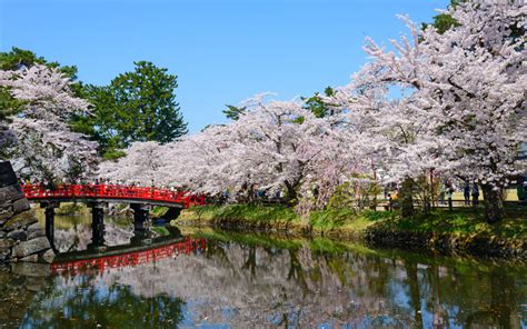 Cherry Blossoms In Japan Wyza Australia