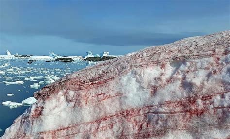 ein zeichen des klimawandels roter schnee in der antarktis blick