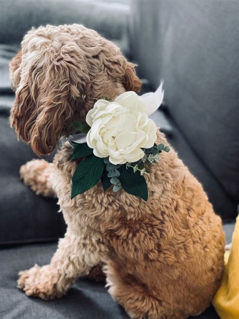 Artificial Floral White Dog Ring Bearer Collar Wedding Dog Etsy Uk
