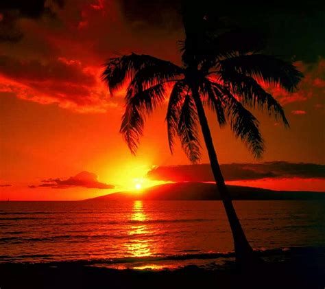 Beauiful sunset with plam tree | Tree sunset wallpaper, Palm tree sunset, Sunset wallpaper