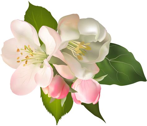 Magnolia clipart magnolia blossom, Magnolia magnolia ...