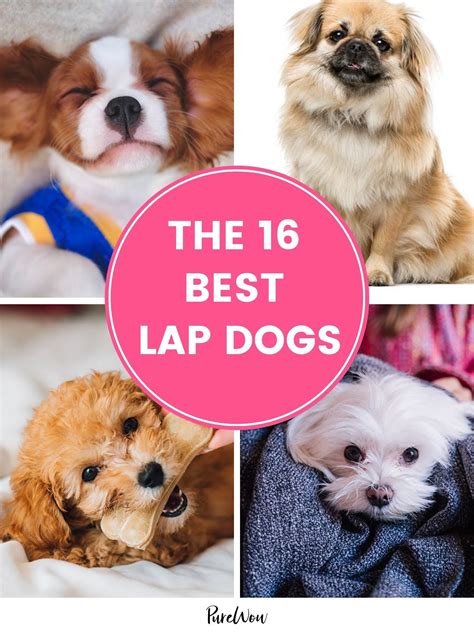 The 16 Best Lap Dogs That Are Basically Blankets With Legs