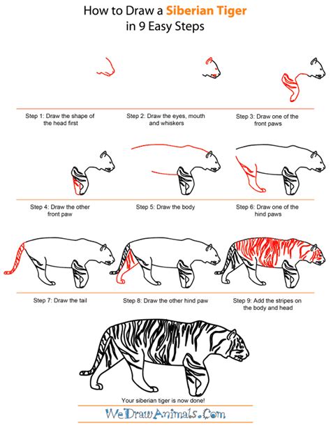 How To Draw A Step By Step Tiger