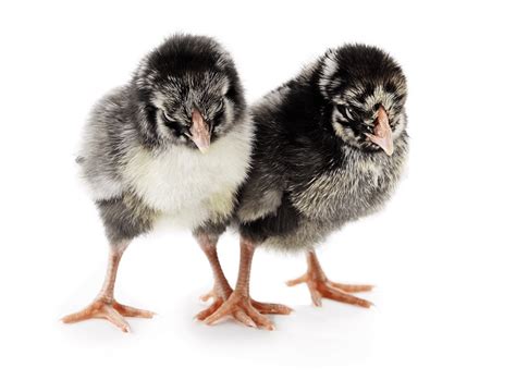 Silver Laced Wyandotte Egg Production Temperament And More The