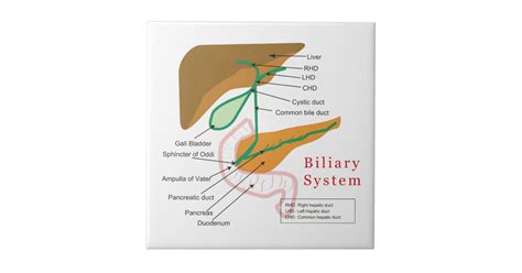 Bile consists of water, electrolytes, bile acids, cholesterol, phospholipids and conjugated bilirubin. Biliary System Diagram Chart Bile Duct Ceramic Tile ...