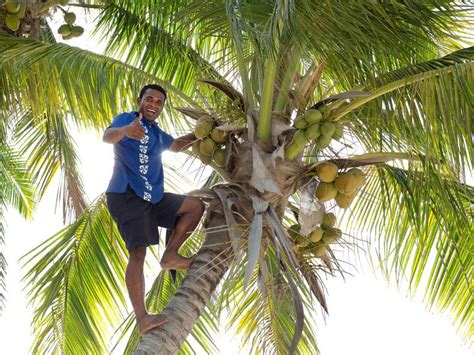 A Man Standing On Top Of A Palm Tree Next To A Bunch Of Coconuts