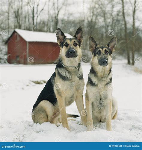 German Shepherd Dogs In The Snow By Red Barn Stock Photo Image Of