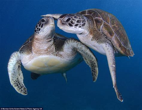 Nesara Republic Now Galactic News Turtle Love Amazing Underwater
