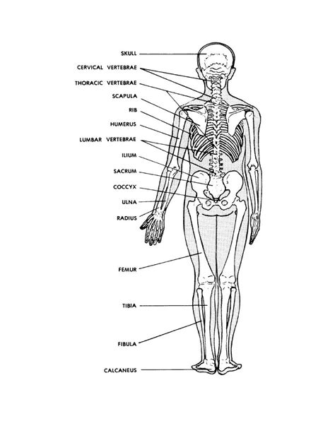 Lessons on the skeletal system (upper limb, lower limb, skull, vertebrae, rib, and sternum bones). 10 Best Images of Posterior Muscle Man Worksheet - Label ...