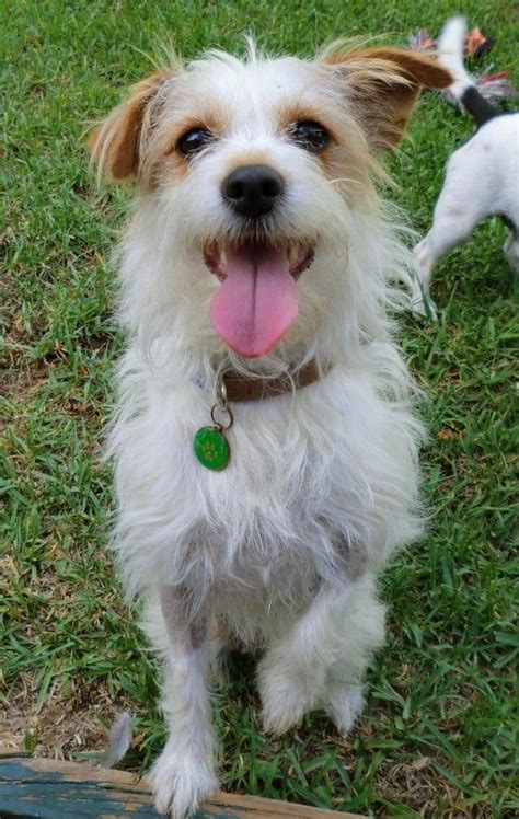 wire hair jack russell terrier wire haired jack russell wire hair jack puppies
