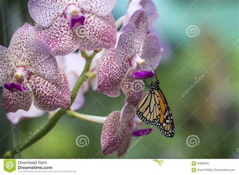 Monarch Butterfly And Orchid Stock Image Image Of Orange Butterfly