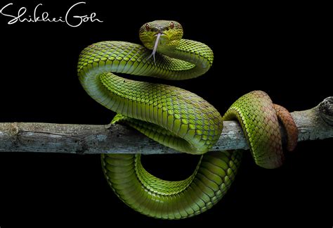 Green Tree Viper By Shikhei Goh 500px
