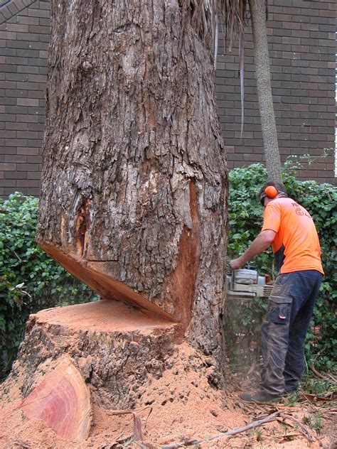 And what to turn the wood into? Tree Cutting Notches l Tree Removal, Trimming & Cutting ...
