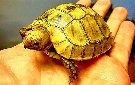 Elongated Tortoise For Sale Baby Elongated Tortoises For Sale
