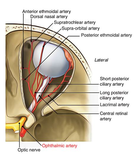 Ophthalmic Artery Anatomy Lacrimal Artery Anterior Ethmoidal Artery