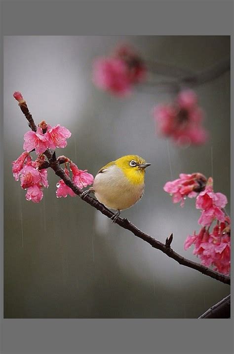 Birds In Rain By Kant Liang On 500px Birds Bird Pictures Nature