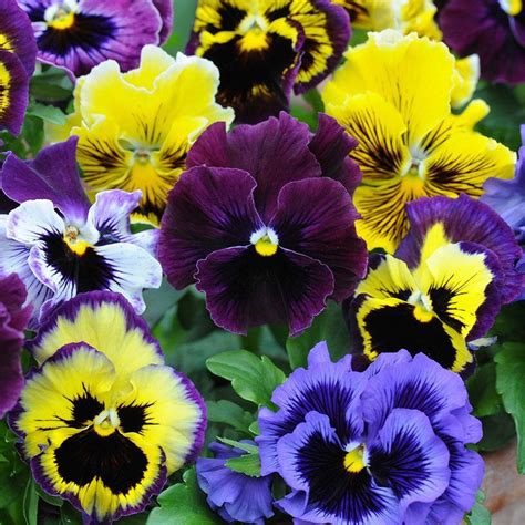 50 Frilly Giant Winter Pansy Seeds Welldales