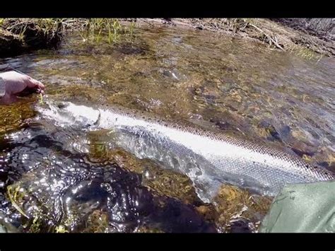 Fly Fishing for Trout & Salmon...River Phillip Nova Scotia ...