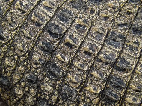 Alligator Skin Texture High Quality Animal Stock Photos Creative Market