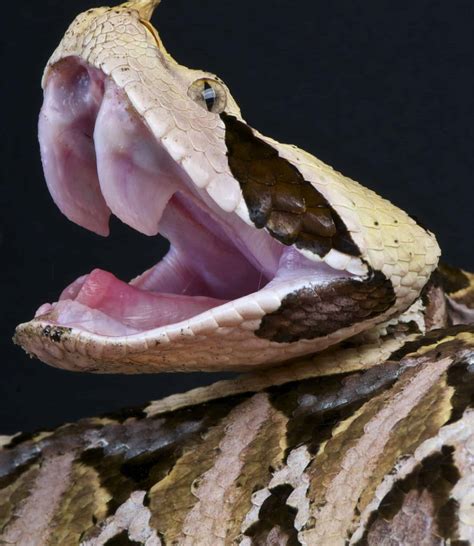 Gaboon Viper Fangs Why Theyre The Biggest Snake Fangs In The World