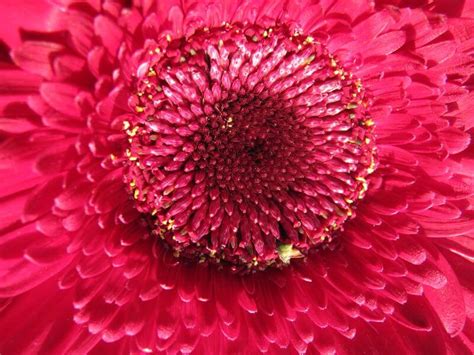55 Beautiful Macro Flower Pictures