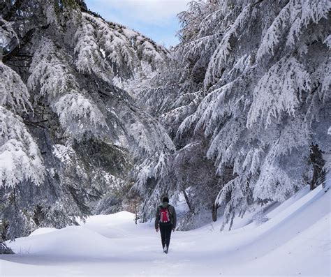Hiking On Fresh Snow Under Ancient Trees Stayandwander