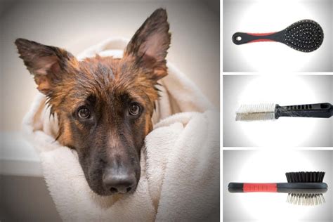 Best Grooming Tools For German Shepherds Only These Make The Cut