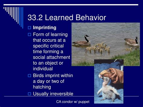 Ppt Animal Behavior Powerpoint Presentation Free Download Id1087455