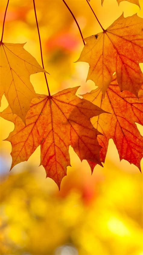 Fall Leaves Iphone Background Wallpapers Gallery