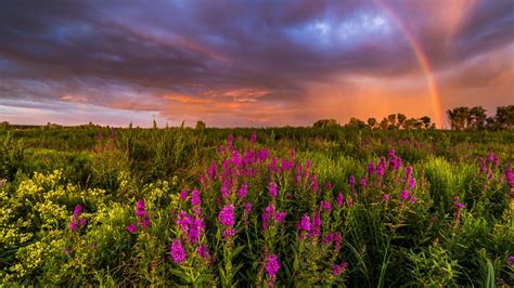 Summer Landscape With Rainbow At Sunset Over Wildflowers Baryshevka
