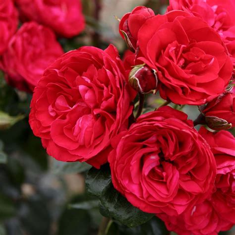 Red Eden Climbing Rose Plant Potted Fragrant Flowers 100 Etsy