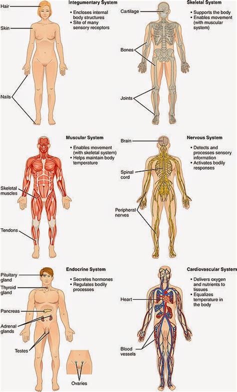 Sistemas Del Cuerpo Humano Dr Alberto Sanagust N