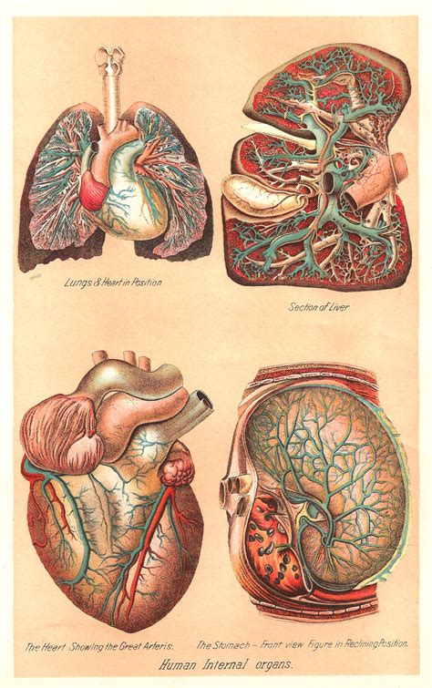 Illustration of woman\'s internal organs. Antique Images: Vintage Medical Clip Art: Human Body ...