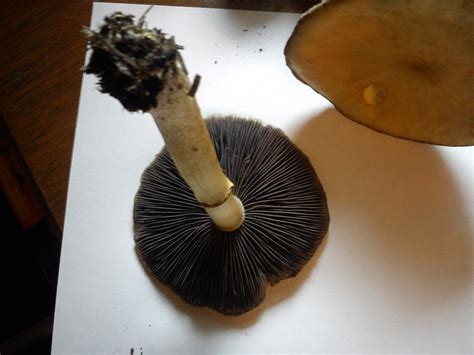 Ct Mushroom Id Request Mushroom Hunting And Identification