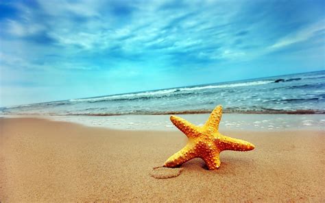 Starfish Wallpapers And Backgrounds 4k Hd Dual Screen