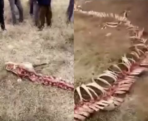 Are Dragons Real These Chinese Villagers Believe Bizarre 60ft Skeleton