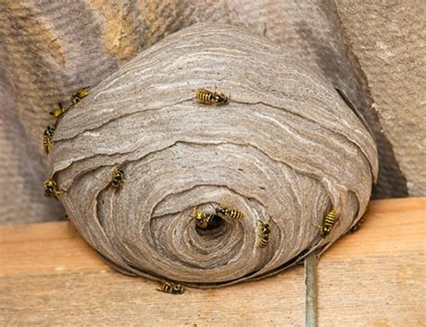 pestaway australia wasps professional pest control pestaway australia