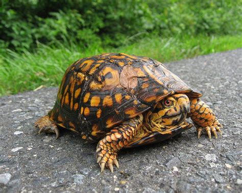 8 Box Turtle Varieties That Make Great Pets Mypetcarejoy