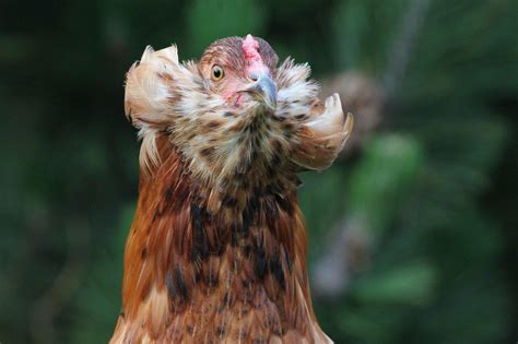 Mavi Yumurtlayan Tavuk Araucana