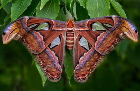 I bet it never gets lost!. ANNE BELMONT PHOTOGRAPHY | Atlas Moths