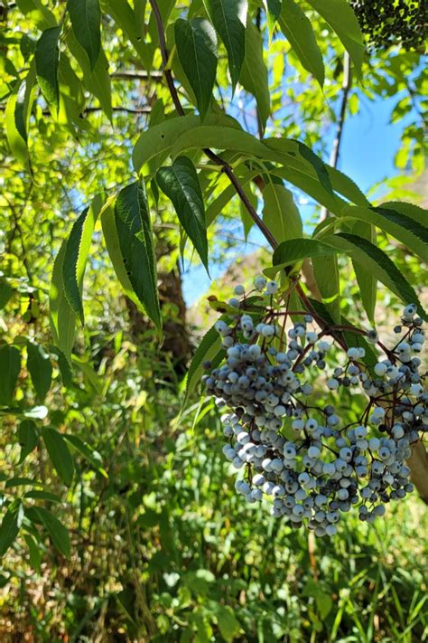How To Harvest Elderberries Elderberry Fruit Edible Wild Plants