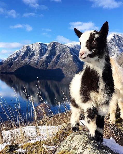 Norway 🇳🇴 On Instagram Baby Goats From Norway Will Always Brighten