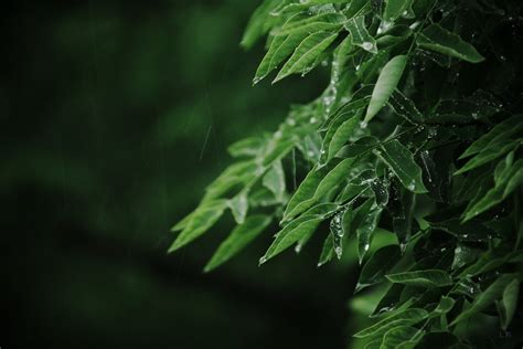 Green Leafed Plant Macro Leaves Rain Water Drops Hd Wallpaper